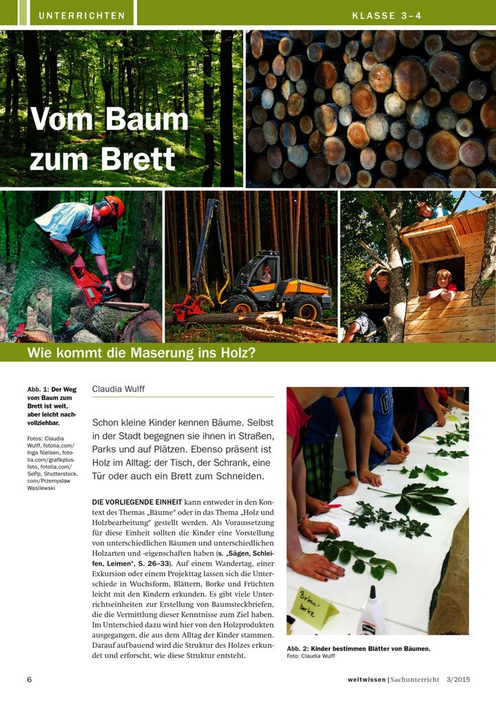 Vom Baum zum Brett Wie kommt die Maserung ins Holz