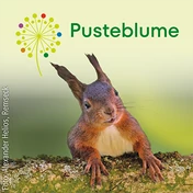 Pusteblume Sachunterricht 2026