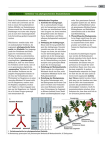 METHODE: Erstellen von phylogenetischen Stammbäumen