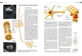 Grundtextseiten: Bau und Funktion von Nervenzellen