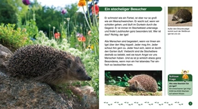 Schauen und Wissen: Der Igel