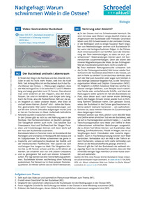 Produktabbildung zu Nachgefragt: Warum schwimmen Wale in die Ostsee? - - Biologie ab Klasse 8