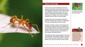 Schauen und Wissen: Die Ameise
