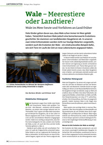 Produktabbildung zu Wale – Meerestiere oder Landtiere? - Wale im Meer heute und Vorfahren an Land früher