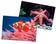 Puzzle Seestern und Clownfisch