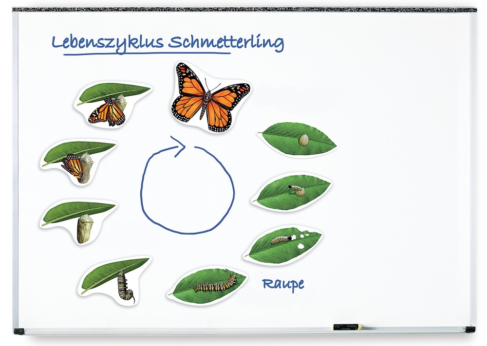 Nudelhandwerk Des Schmetterlingslebenszyklus Nudelhandwerk Des Schmetterlingslebenszyklus