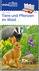 Produktabbildung zu miniLÜK - Vorschule/1./2. Klasse - Sachunterricht - Tiere und Pflanzen im Wald