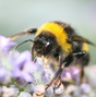 Die Hummel - Eine Gattung der Biene - 